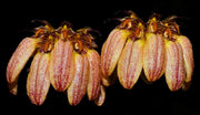 Bulbophyllum sikkimense