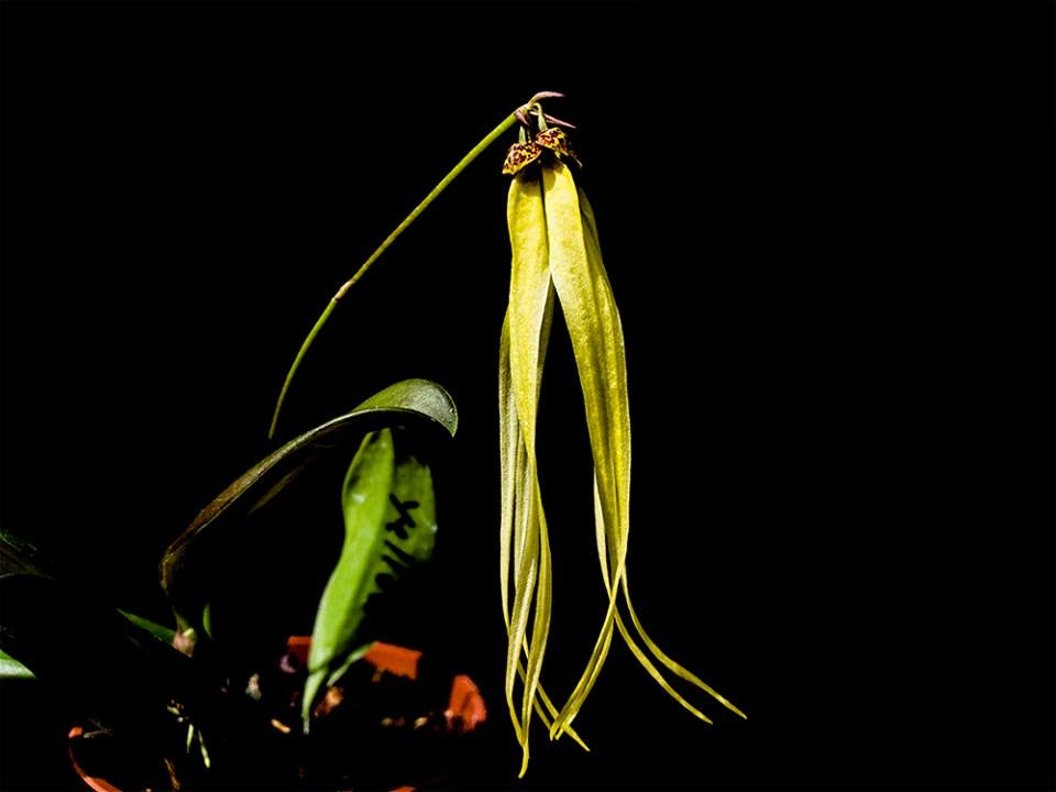 Bulbophyllum thiurum