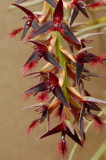 Load image into Gallery viewer, Bulbophyllum tremulum