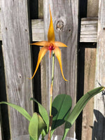 Carica l'immagine nel visualizzatore Galleria, Bulbophyllum Wilbur Chang x sumatranum 'Red'