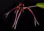 Carica l'immagine nel visualizzatore Galleria, Bulbophyllum delitescens