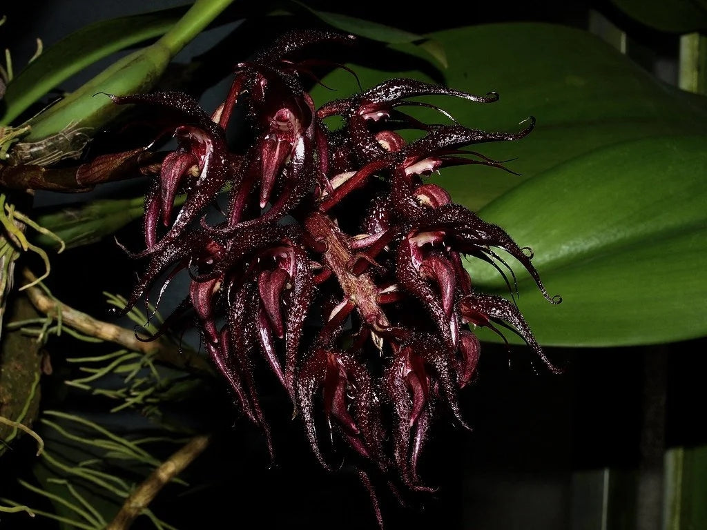 Bulbophyllum lasianthum