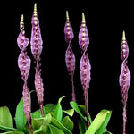 Load image into Gallery viewer, Bulbophyllum purpureorhachis