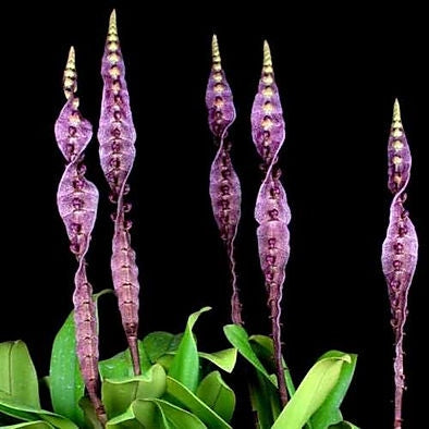 Bulbophyllum purpureorhachis