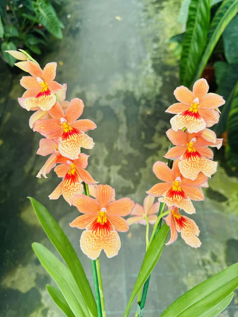 Burrageara Nelly Isler 'Orange'