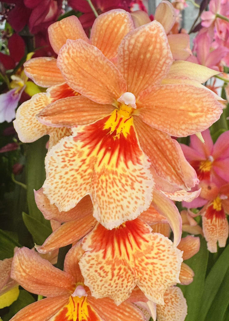 Burrageara Nelly Isler 'Orange'