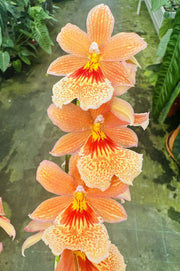 Burrageara Nelly Isler 'Orange'