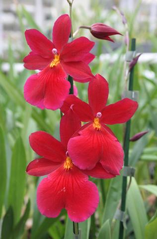 Burrageara Nelly Isler 'Red Velvet'
