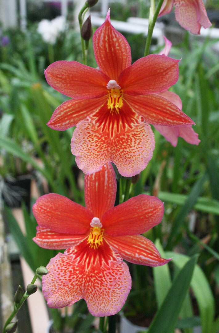 Burrageara Nelly Isler