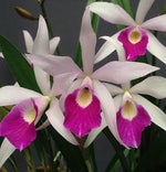 Load image into Gallery viewer, Cattleya C. Button Top x Bc. Morning Glory &#39;CT-Little Jolie&#39; CTA-566
