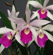 Cattleya C. Button Top x Bc. Morning Glory 'CT-Little Jolie' CTA-566