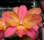 Load image into Gallery viewer, Cattleya ((C. Pink Splash x C. cernua) x C. milleri) &#39;CT Peach River&#39;
