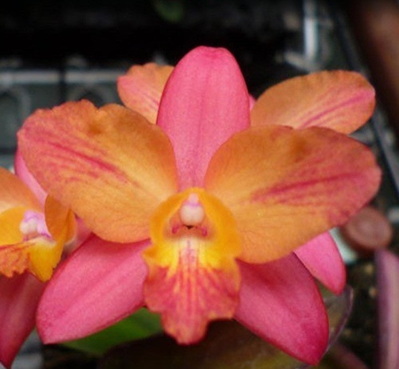 Cattleya ((C. Pink Splash x C. cernua) x C. milleri) 'CT Peach River'