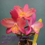 Load image into Gallery viewer, Cattleya ((C. Pink Splash x C. cernua) x C. milleri) &#39;CT Peach River&#39;
