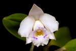 Carica l&#39;immagine nel visualizzatore Galleria, Cattleya alaorii
