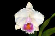 Cattleya quadricolor