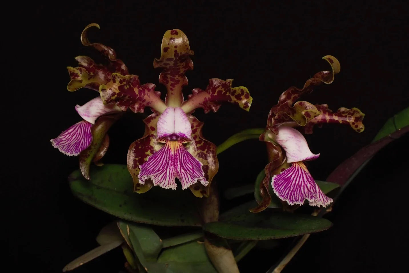 Cattleya schilleriana var. coerulea – Giulio Celandroni Orchidee