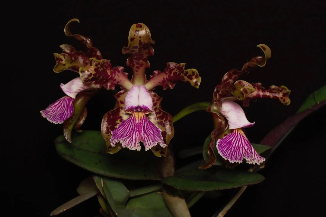 Cattleya Schilleriana (BR Orquideas x Guarapari var. coerulea)