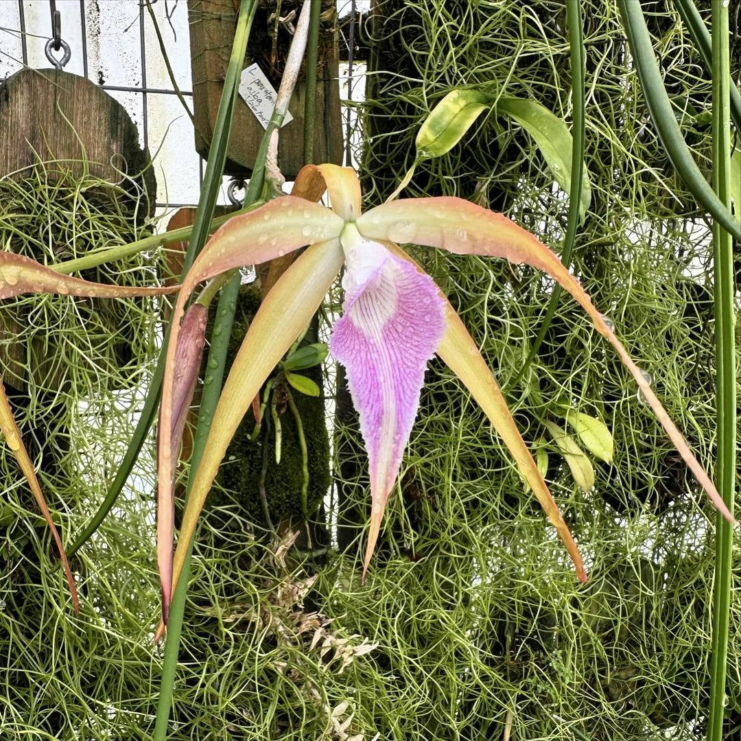 Brassocattleya Sunset Surprise (C. tenebrosa x B. cucullata)