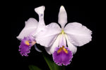 Load image into Gallery viewer, Cattleya trianaei f. coerulea (MC)