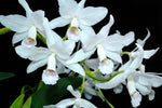 Load image into Gallery viewer, Cattleya bowringiana f. albescens 'Binot' - Br Orquidea