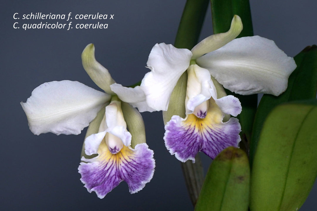 Cattleya quadricolor var. coerulea x C. schilleriana var. coerulea