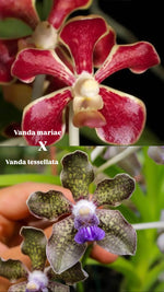 Load image into Gallery viewer, Vanda mariae x tessellata