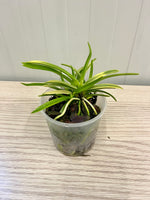Carica l'immagine nel visualizzatore Galleria, Neofinetia falcata 'Hanagoromo' 花衣 - BIG