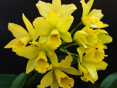 Sophrolaeliocattleya Little Fairy ´Flower Ball´