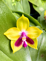 Carica l'immagine nel visualizzatore Galleria, Phalaenopsis KS Happy Eagle 'Super'