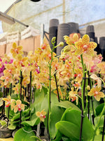 Carica l'immagine nel visualizzatore Galleria, Phalaenopsis rheingold x pallens