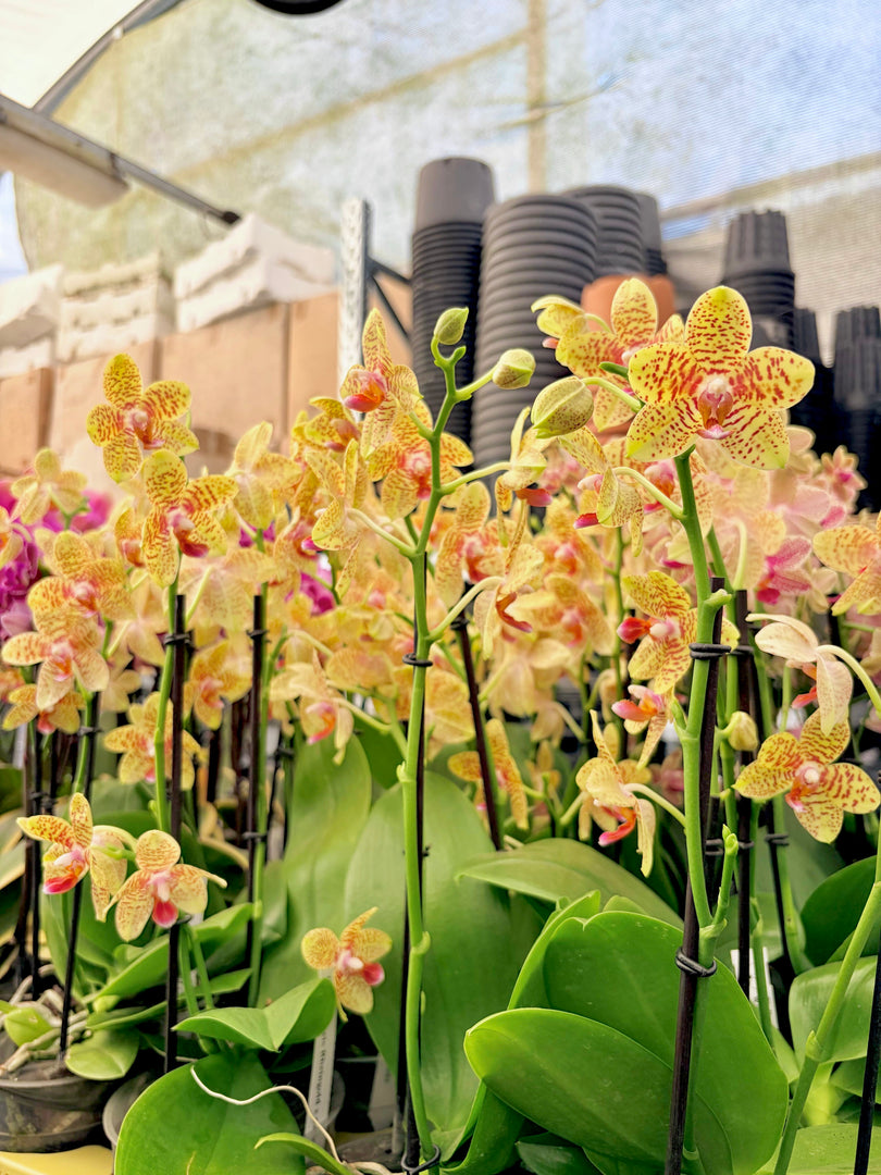 Phalaenopsis rheingold x pallens