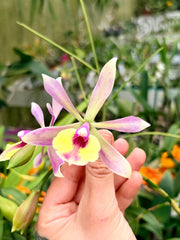 Epicattleya René Marqués x Caularthron bicornutum