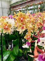 Carica l'immagine nel visualizzatore Galleria, Phalaenopsis rheingold x pallens