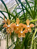 Carica l'immagine nel visualizzatore Galleria, Paraphalaenopsis serpentilingua x Vanda denisoniana