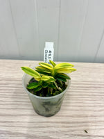 Carica l'immagine nel visualizzatore Galleria, Neofinetia falcata 'Chwiwolho' 취월호 翠月湖 - BIG 2