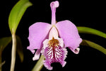 Carica l'immagine nel visualizzatore Galleria, Cattleya Susiana (Cattleya maxima x Laelia dayana)