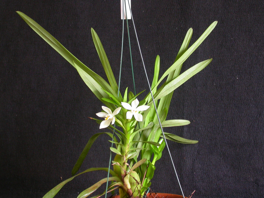 Maxillaria camaridii