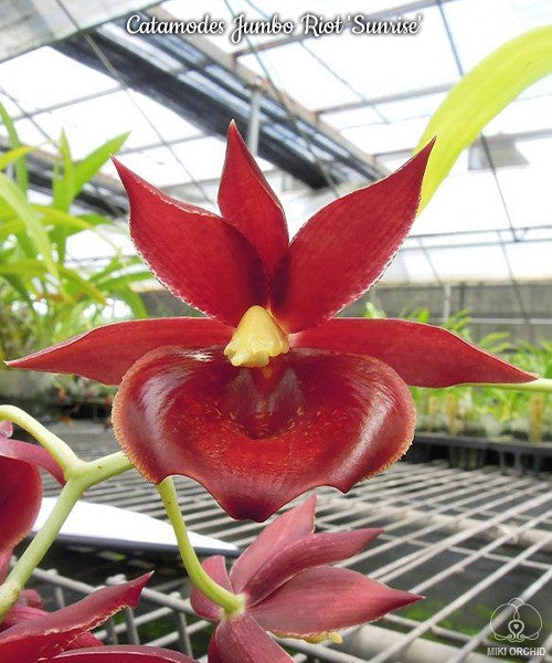 Catamodes Jumbo Riot 'Sunrise'