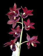 Carica l'immagine nel visualizzatore Galleria, Catanoches Taiwan Red Diamond (Cycnoches Taiwan Gold Orange × Catasetum Orchidglade)