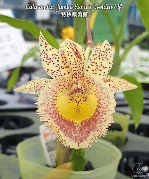 Catasandra Jumbo Express 'Golden Elf' BM/TOGA