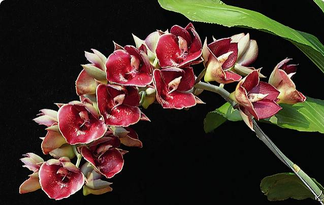 Catasetum Orchidglade 'Jack of Diamond' (pileatum X expansum)