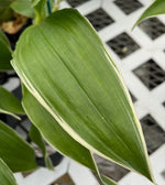 Load image into Gallery viewer, Catasetum pileatum var. alba (Variegated)