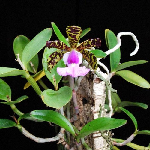 Cattleya aclandiae