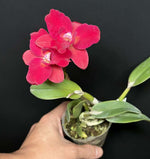 Carica l&#39;immagine nel visualizzatore Galleria, Cattleya Chief Box (C. Precious Jewel x Ctt. Candy Ball)
