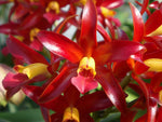 Load image into Gallery viewer, Cattleya Chocolate Drop &#39;Kodama&#39; - Br Orquidea

