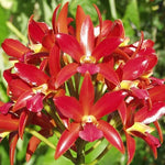 Load image into Gallery viewer, Cattleya Chocolate Drop &#39;Kodama&#39; - Br Orquidea
