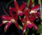 Load image into Gallery viewer, Cattleya Chocolate Drop &#39;Kodama&#39; - Br Orquidea
