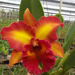 Load image into Gallery viewer, Cattleya Chomthong Fancy
