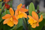 Load image into Gallery viewer, Cattleya Daffodil x Cattleya Golden Nugget
